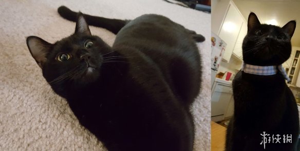 《lol》新英雄悠米概念图及绘制过程 灵感来自一只猫(图2)