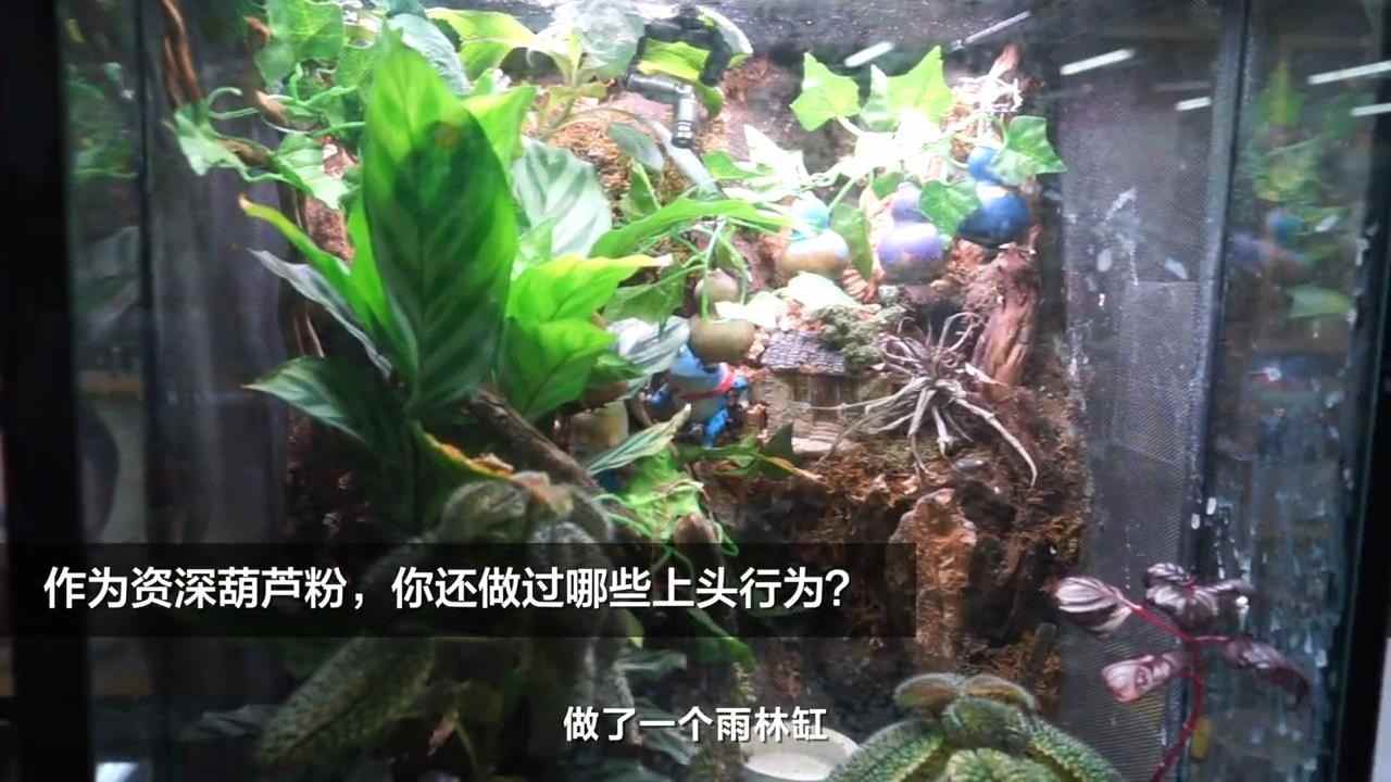 42岁男老板沉迷葫芦娃30年 经典动画魅力永不过时(图4)