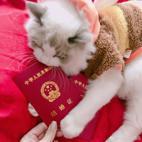 Ti9：Maybe夺10413人头 破Dendi单俱乐部击杀记录(图5)