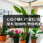 心动小镇8.21萤石/溜溜木/粉绿鸭/青绿鸭家具位置(图3)