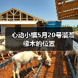 心动小镇5月20号溜溜橡木的位置(图2)
