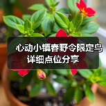 心动小镇春野令限定鸟详细点位分享(图3)