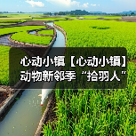 心动小镇【心动小镇】动物新邻季“拾羽人”隐藏称号(图3) 心动小镇【心动小镇】动物新邻季“拾羽人”隐藏称号(图3)
