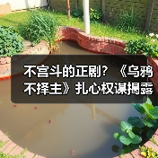 不宫斗的正剧？《乌鸦不择主》扎心权谋揭露