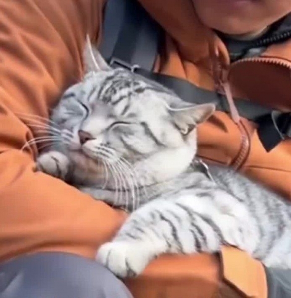 “冤种小猫”火了：被游客反复救下山 被迫爬山回家 - Tanyitan情报局