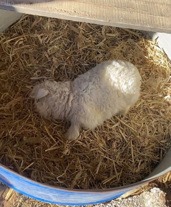 宁夏一只会装死的小羊走红网络！有人花13万求购 - Tanyitan情报局