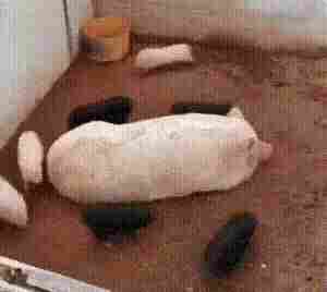 双马尾小姐姐帅气教学过肩摔 动图 这火能有我耐烧嘛(图1)