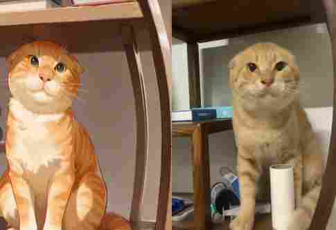 耄耋大战Mur猫，奇怪的皮肤又增加了(图4)