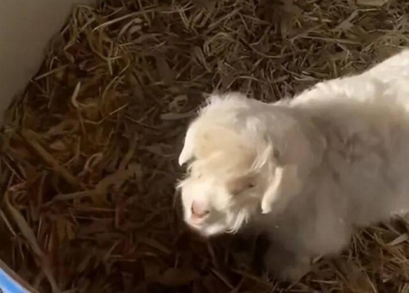 宁夏“装死小羊”身价飙升至30万！主人取名“羊肉串” - Tanyitan情报局