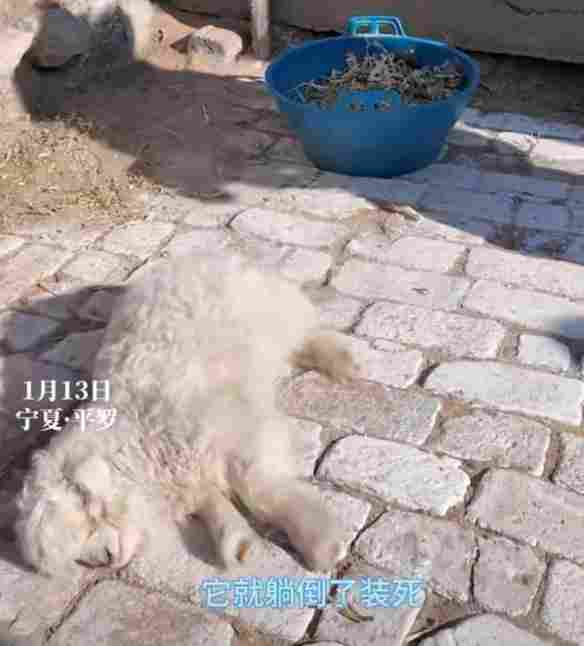 宁夏“装死小羊”身价飙升至30万！主人取名“羊肉串”(图2)