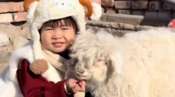 宁夏“装死小羊”身价飙升至30万！主人取名“羊肉串”(图3)