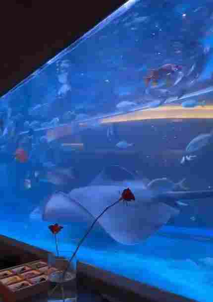 太原网红火锅店鱼缸饲养鲨鱼引质疑！店家称资质齐全(图1)