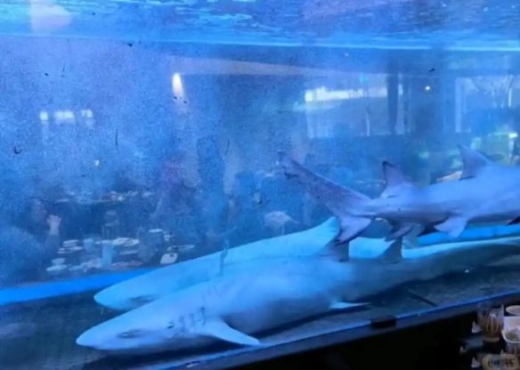 太原网红火锅店鱼缸饲养鲨鱼引质疑！店家称资质齐全(图2)