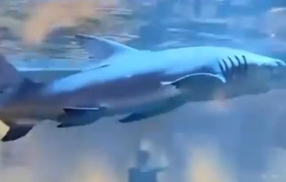 太原网红火锅店鱼缸饲养鲨鱼引质疑！店家称资质齐全(图3)