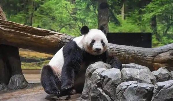 半世纪来首次无熊猫！日本最后两只熊猫即将返回中国 - Tanyitan情报局