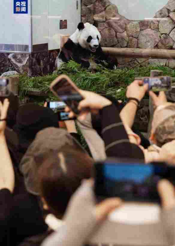 半世纪来首次无熊猫！日本最后两只熊猫即将返回中国(图2)